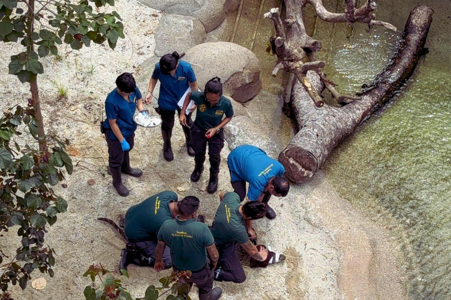Zoo staff in green and blue uniforms handle an alligator in its enclosure, viewed from above, with some kneeling beside the animal while others stand nearby.